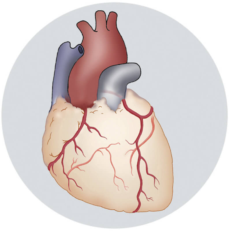 VSVZ83SI-zvisan-krvni-tlak-Krka-okvara-srca-c800x800